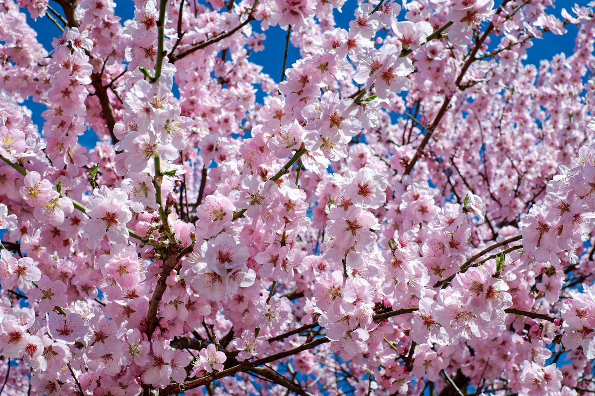 canvas-print-the-japanese-cherry
