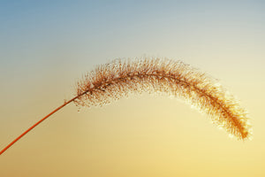 modern-3-piece-canvas-print-ornamental-grass-in-xxl