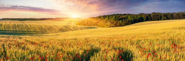 panoramic-3-piece-canvas-print-a-flower-field-at-sunrise-panorama