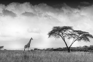 acrylic-print-and-i-dreamed-of-africa-x