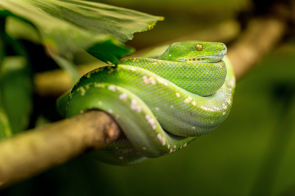 framedcanvas-print-green-snake