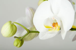 3-piece-canvas-print-giant-orchid