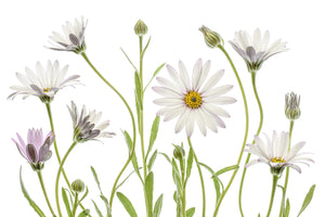 framedcanvas-print-cape-daisies-xuv