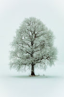 framedcanvas-print-nimloth-x
