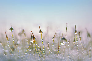 3-piece-canvas-print-the-dew-drops