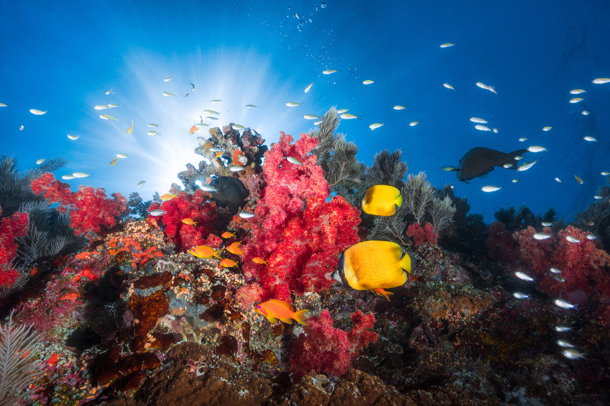3-piece-aluminium-print-reef-life
