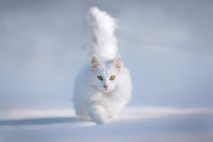 acrylic-print-yellow-eyes