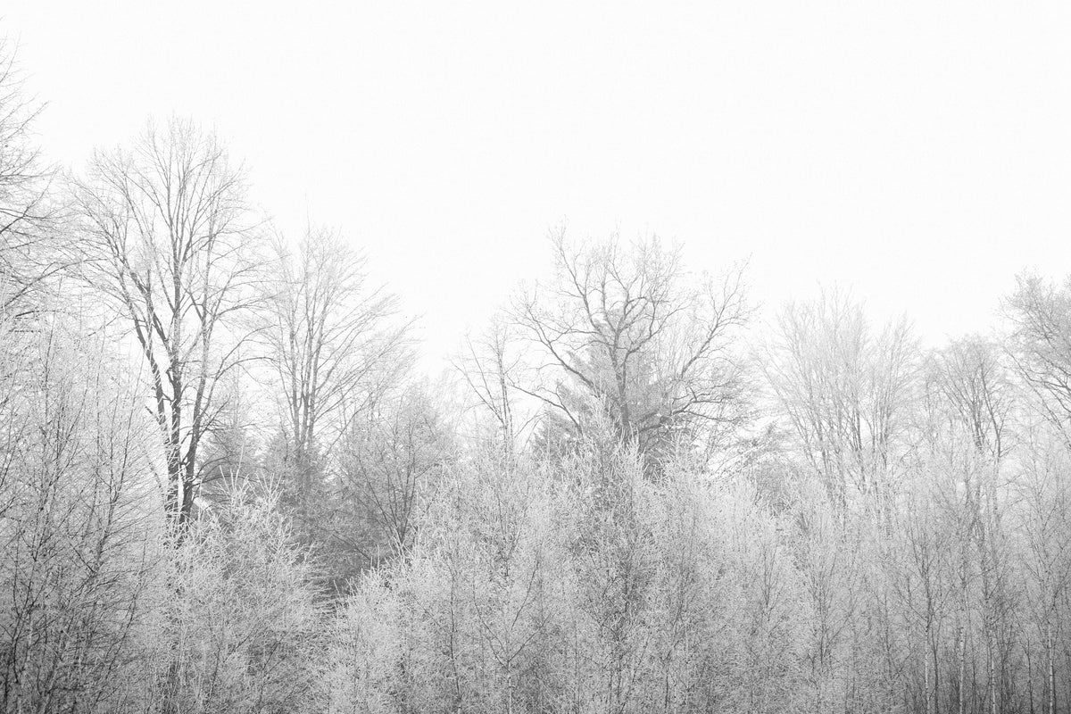 framedposter-print-birches-in-the-snow