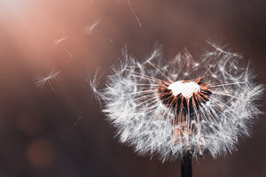 3-piece-canvas-print-dandelion-in-the-evening-light