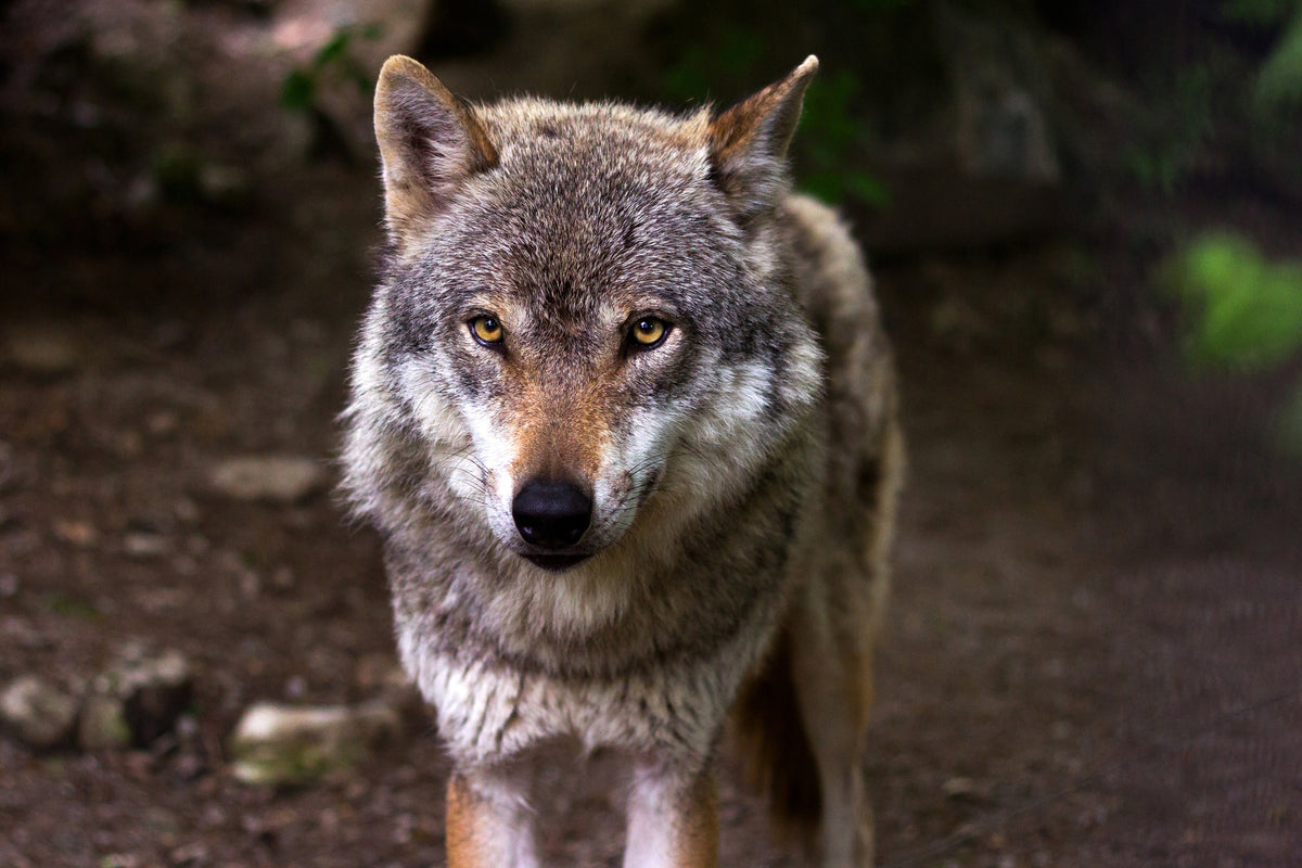 framedcanvas-print-the-evil-wolf