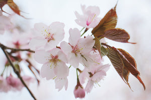 poster-print-lovely-japanese-cherry