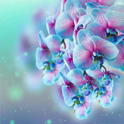 poster-print-colored-orchids
