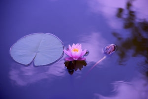 framedposter-print-lotus-flower