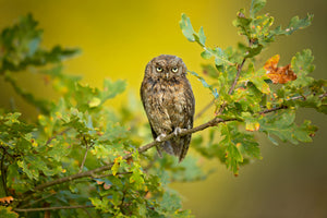 poster-print-eurasian-scops-owl-x