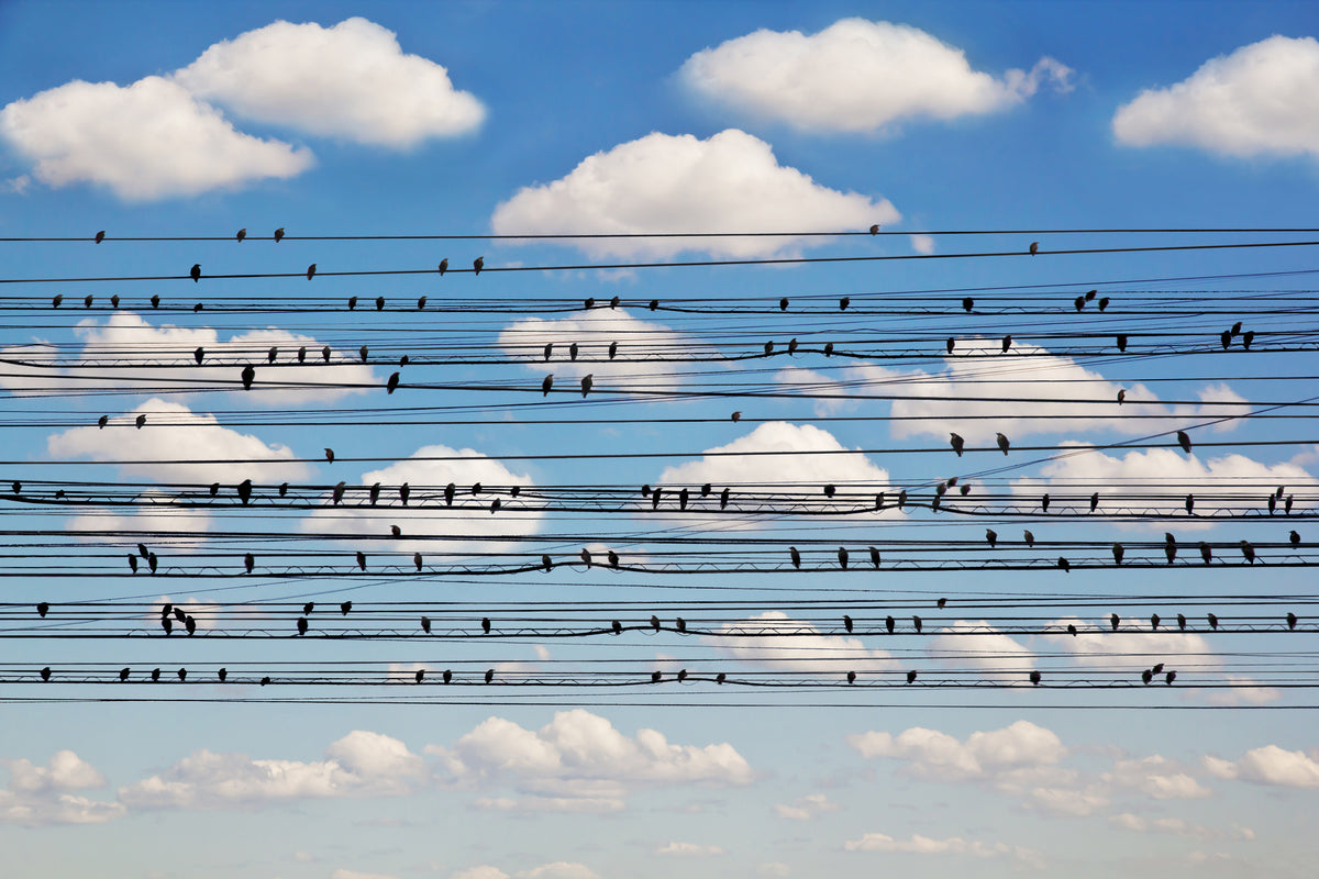 canvas-print-cantus-arcticus-concerto-for-birds