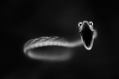 poster-print-vine-snake-strike