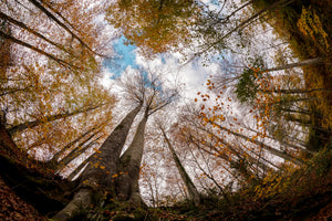 canvas-print-forest-xax