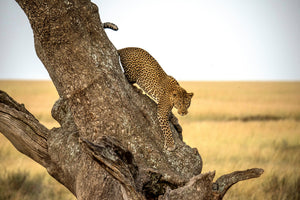 framedcanvas-print-leopard-serengheti-tanzania