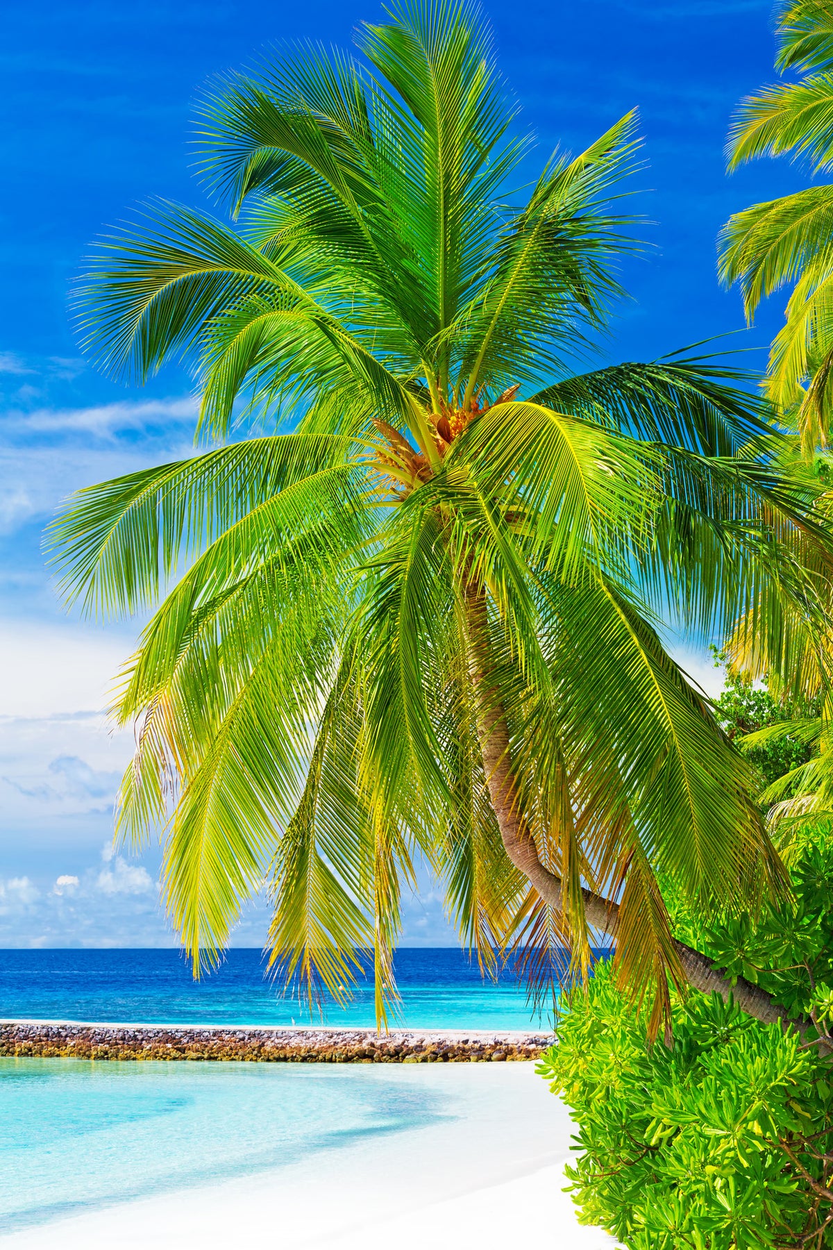 poster-print-the-palm