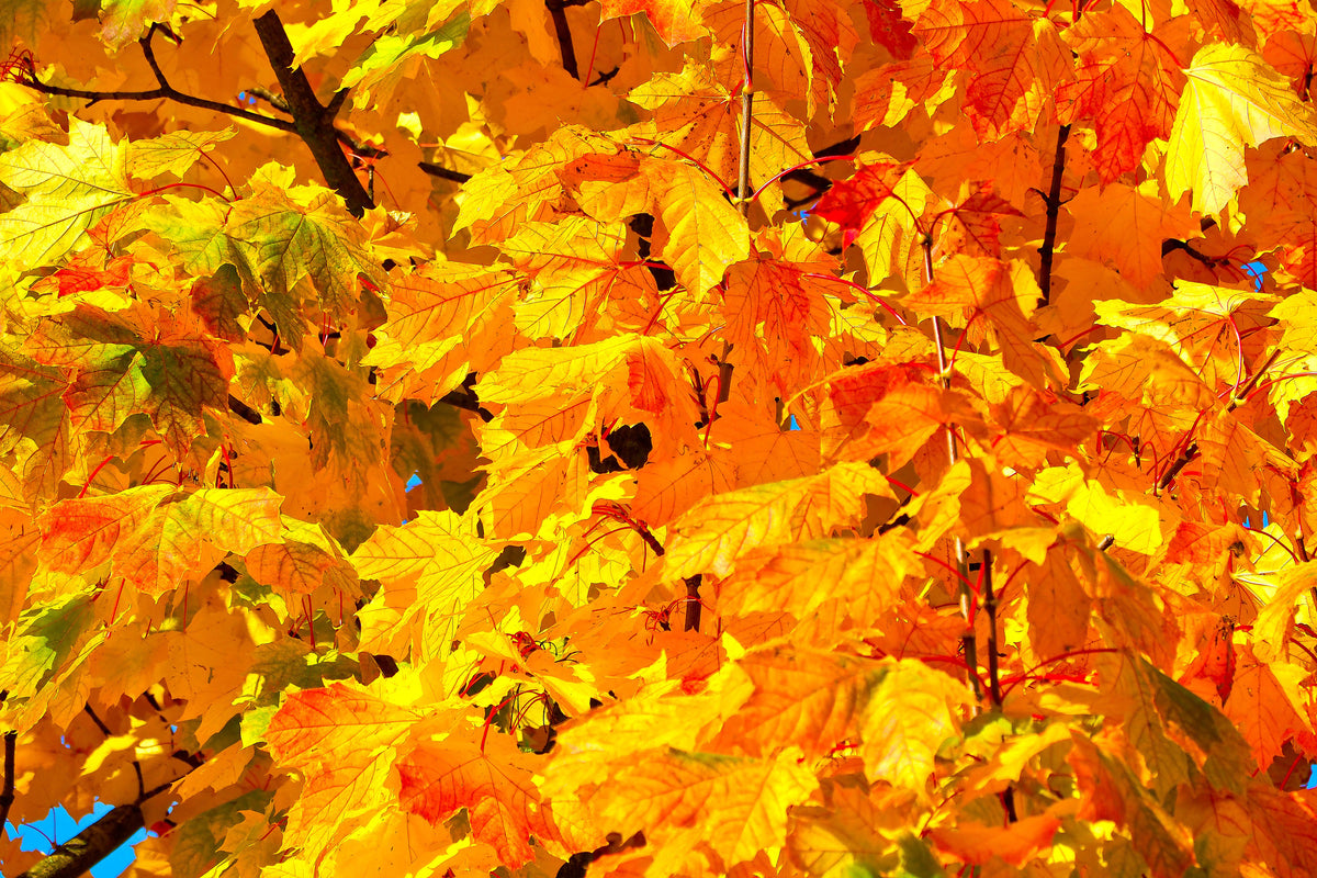modern-3-piece-acrylic-print-autumn-leaves-ii