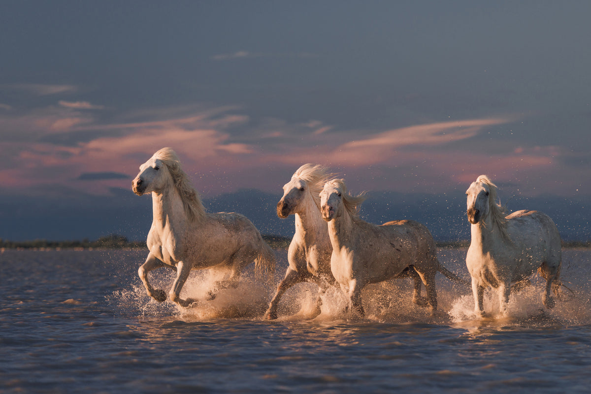 poster-print-angels-of-camargue