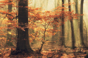 framedcanvas-print-soft-fall-x