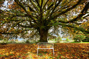 modern-3-piece-canvas-print-my-favorite-tree