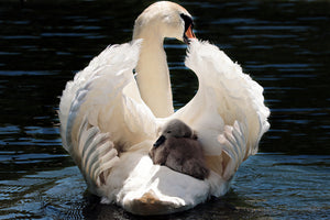 aluminium-print-mom-and-baby-swan