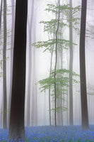 aluminium-print-foggy-forest-x