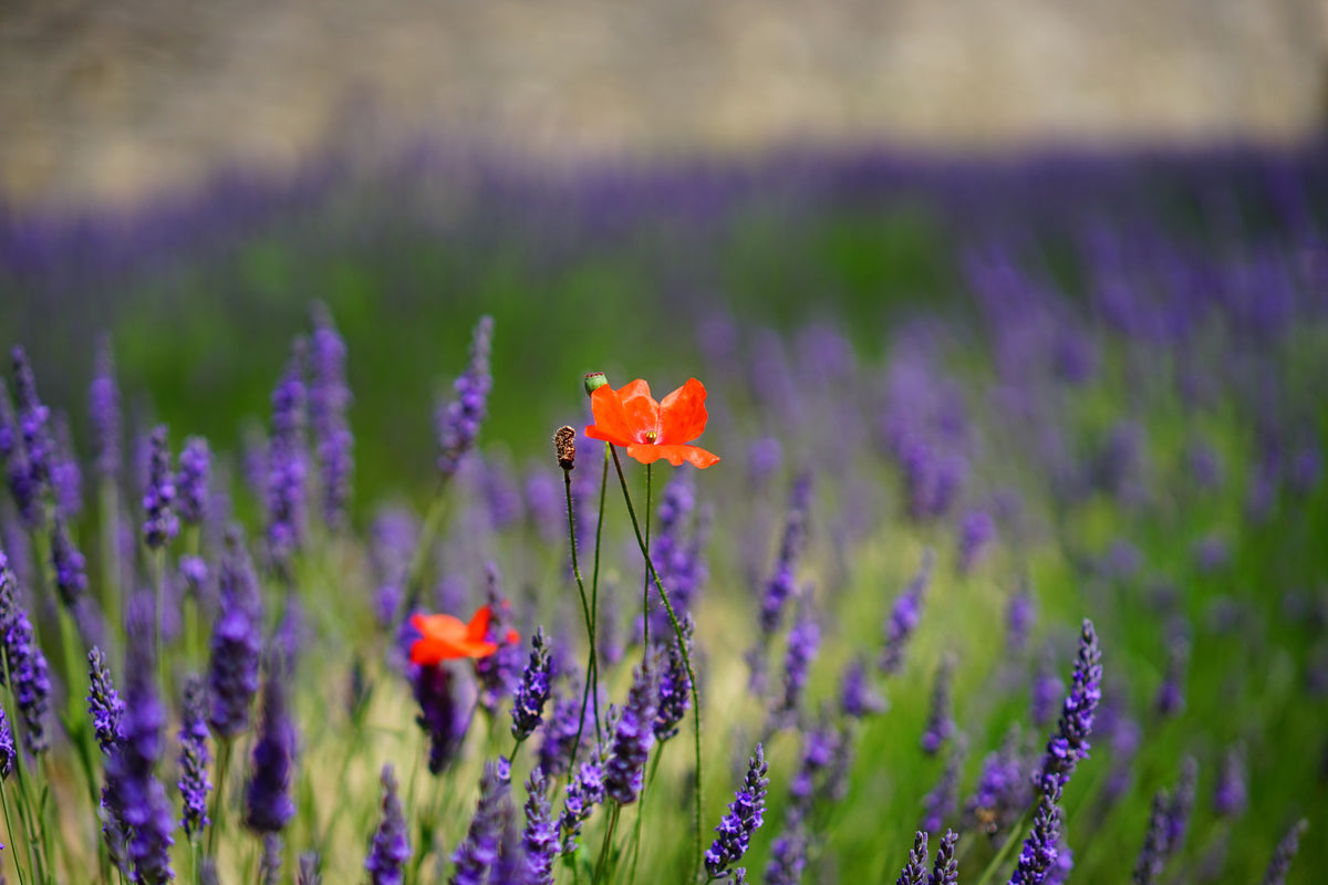 3-piece-canvas-print-poppy-in-the-lavender