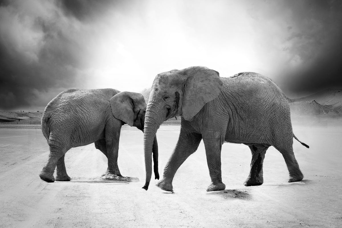 framedcanvas-print-2-elephants-sw