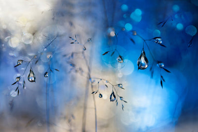 poster-print-blue-rain