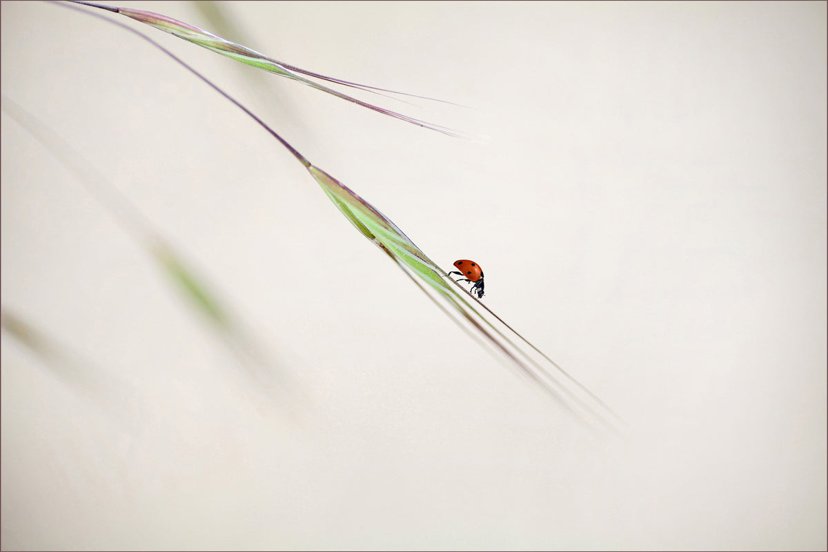 modern-3-piece-canvas-print-ladybug