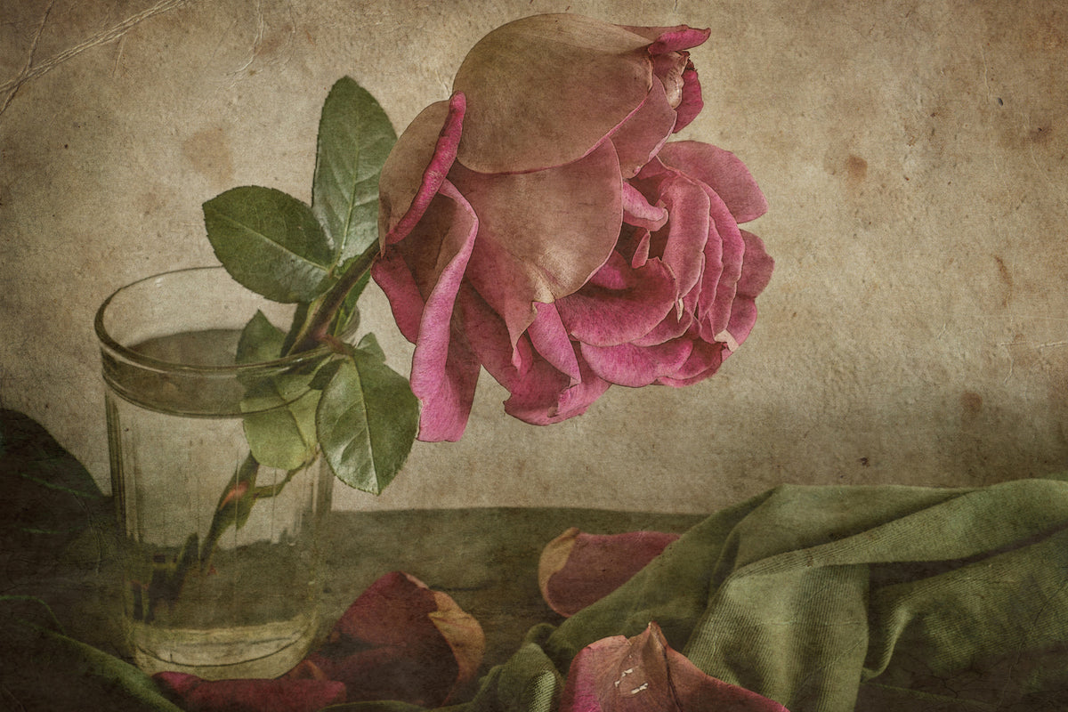 framedcanvas-print-tear-of-rose-x