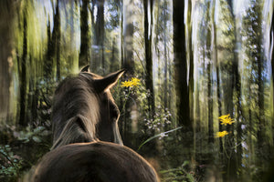 poster-print-sound-are-forest