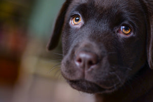 aluminium-print-cute-labrador-puppy