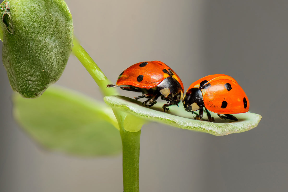3-piece-canvas-print-2-ladybirds