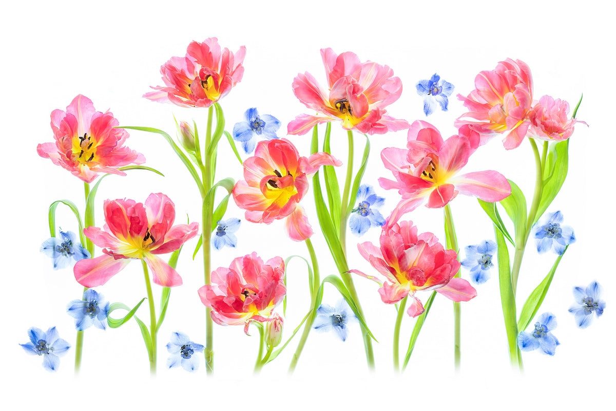 canvas-print-spring-delight-x