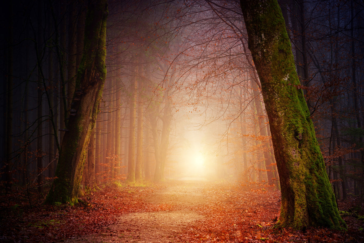 3-piece-canvas-print-autumn-in-the-woods