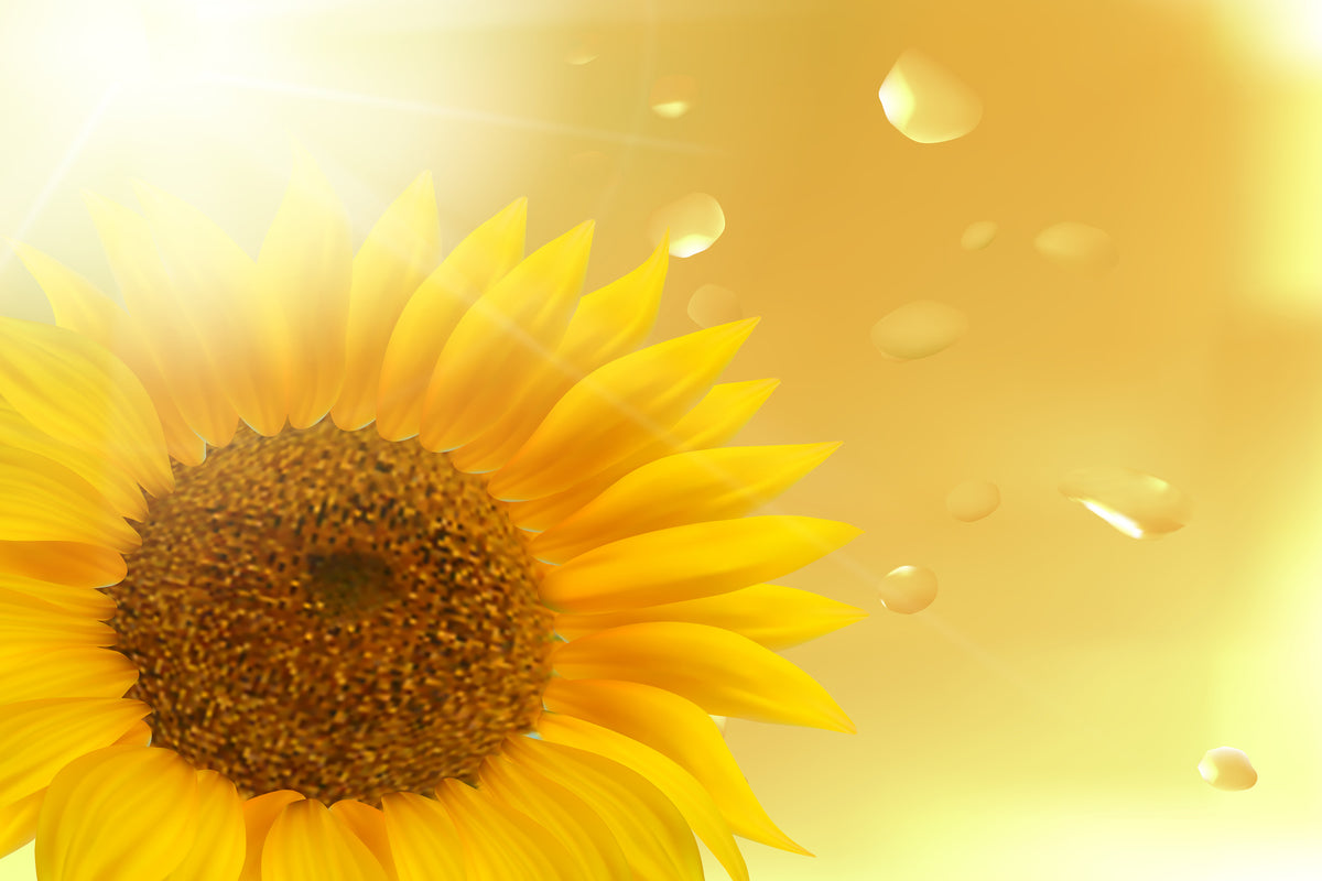 canvas-print-sunflower-in-morning-dew