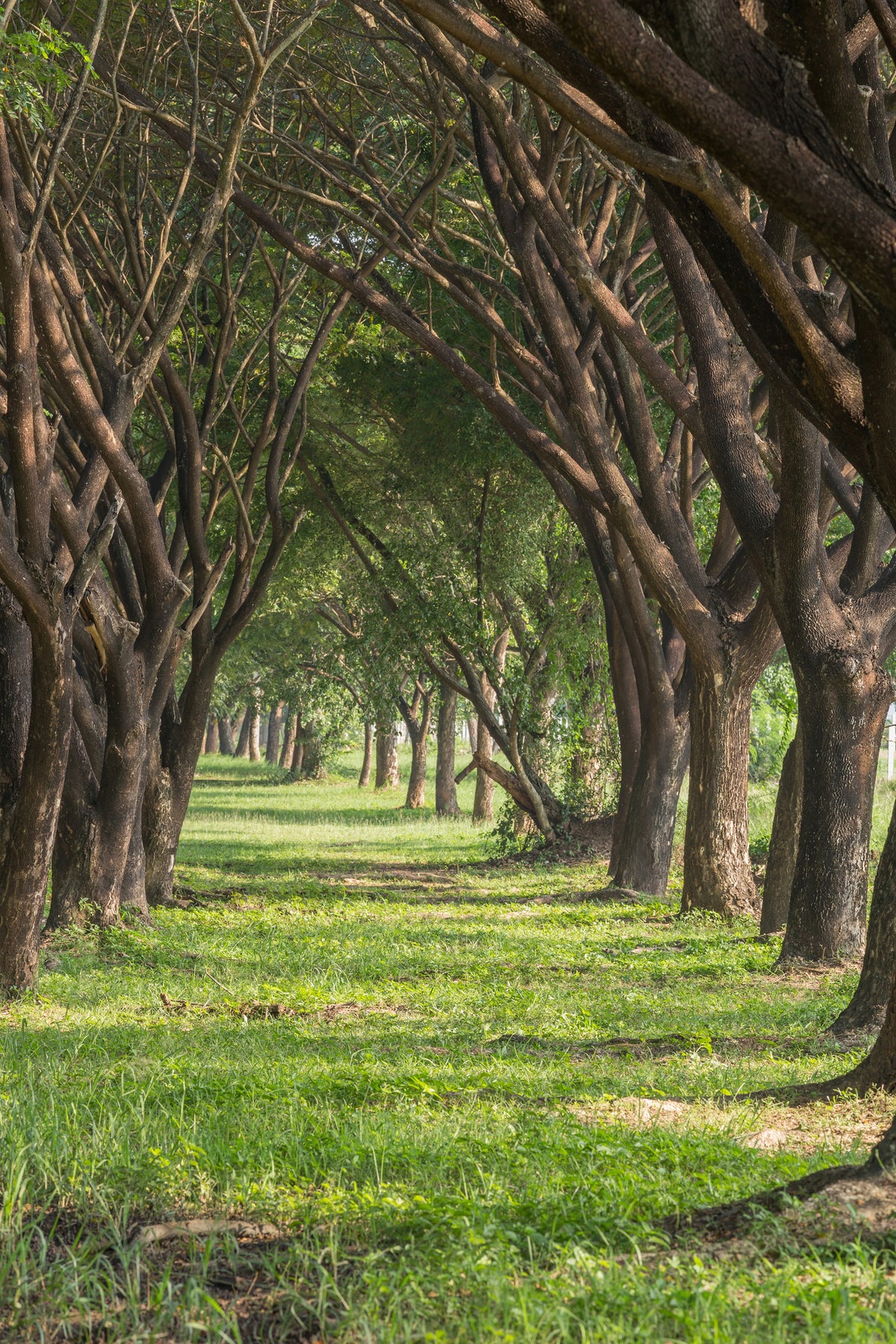 canvas-print-in-the-forest