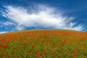 acrylic-print-red-poppies