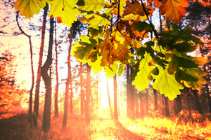 framedposter-print-autumn