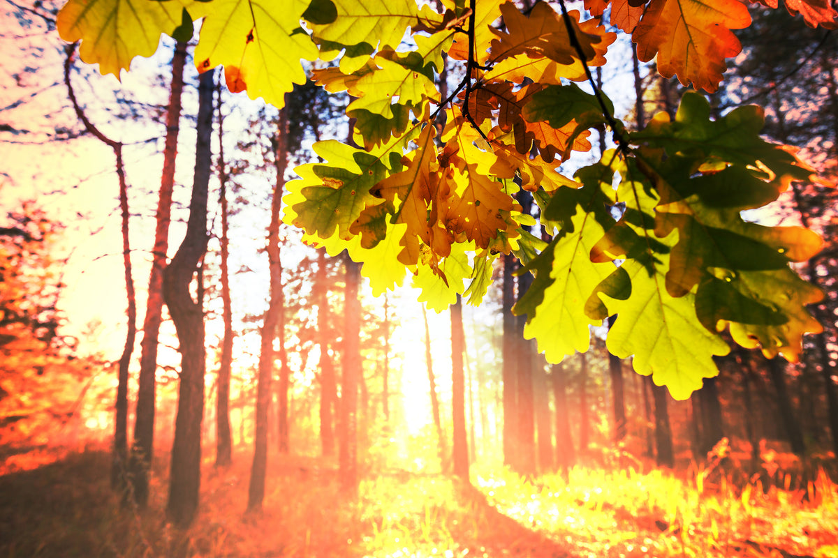 framedposter-print-autumn