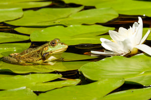 poster-print-the-frog-and-the-water-lily