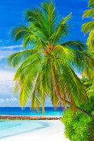 acrylic-print-the-palm