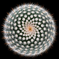9-piece-aluminium-print-notocactus-scopa