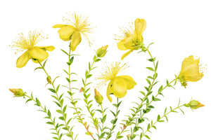 acrylic-print-hypericum-x