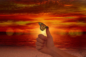 framedposter-print-the-butterfly-in-the-evening-light