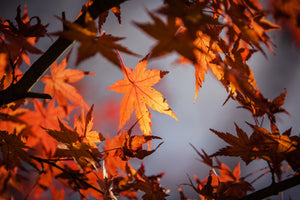 acrylic-print-maple-leaves-in-autumn